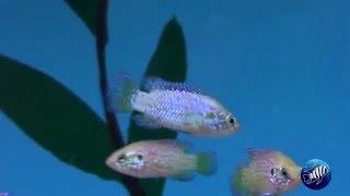 Hemichromis sp lifalili blue neon [upl. by Pomfrey]