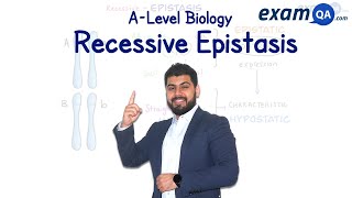 Recessive Epistasis  ALevel Biology [upl. by Lundin]