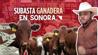 Subasta Ganadera en Sonora [upl. by Lainahtan]