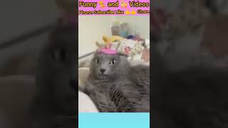 Try not to laugh funniest cats and dogs 2024  Funny Animals compilation  Funny Animal fails 2024 [upl. by Anauqcaj]