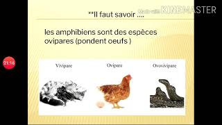 Vid n°12 Espèces vivipares ovipares et réserves nutritionnelles de loeuf [upl. by Riggs126]