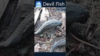 Shorts Devilfish దెయ్యం చేపలు  Danger Fish  Deyyam chepa  దెయ్యంచేప వల్ల నష్టాలు  Aqua factory [upl. by Zennie]