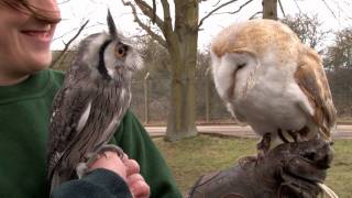 Introducing Gizmo the baby whitefaced owl [upl. by Ragucci23]