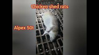 HIKMICRO ALPEX 50T ratting in the chicken sheds ratting sub12 [upl. by Assenna838]