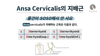 암기법 Ansa Cervicalis의 지배근 [upl. by Seana]