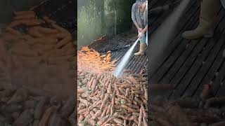 Sweet Potato Cleaning Made Easy HighPressure Water Power [upl. by Conway]