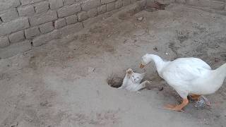 pet animal vlog  cute funny kitten and colorful chick  cat and duckling video [upl. by Ulah]