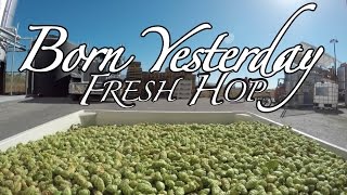 Lagunitas  Borning Fresh Hops in Born Yesterday [upl. by Glick184]