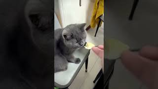 Cat Lover 😅 funny cats fighting 🐱 FunnyCats 1828 [upl. by Kiele]