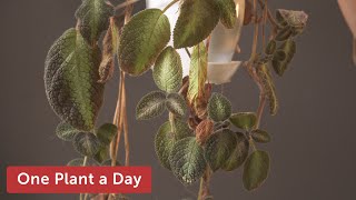 Episcia cupreata Flame Flower Houseplant Care—85 of 365 [upl. by Nyrehtac]