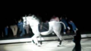 Lipizzaner StallionsThe Mezair And The Capriole [upl. by Shulem]