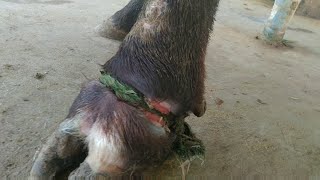 tied rope caused the round lacerated wound in a buffaloe and treatment [upl. by Corena893]