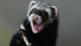 Ferrets sounds voice  singing ferret [upl. by Dnomsad]