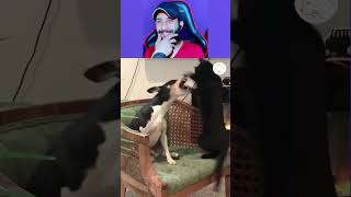 Funny Animal Videos 2024 😅  Funniest Dogs and Cats Videos 😁 Part 799 [upl. by Paver]