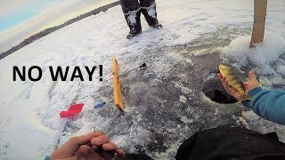 Ice Fishing Jumbo Perch on Tip ups [upl. by Herrera658]