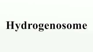 Hydrogenosome [upl. by Ralleigh]