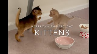 Baby Abyssinian kitten zoomies 🤪 Learning to walk and play [upl. by Eca]