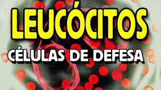 Células de defesa imunológica  Leucocitos [upl. by Seraphim47]