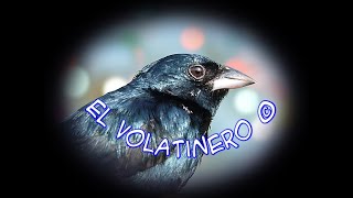 🕊️ Canto del Volatinero 🕊️ [upl. by Templa363]