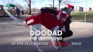 Doodad at the 2015 Greyhound Jingle Bell Walk [upl. by Bakerman]