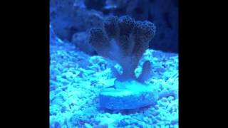 Acclimating new SPS coral [upl. by Jerad]