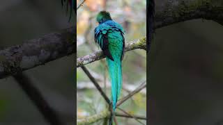 Resplendent quetzal bird sound [upl. by Bullard]