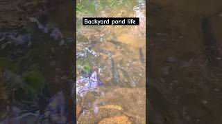 Backyard pond life pondlife ponds shorts [upl. by Mullane]