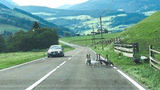 Gänseschar blockiert Fahrbahn Sarntal [upl. by Srednas212]