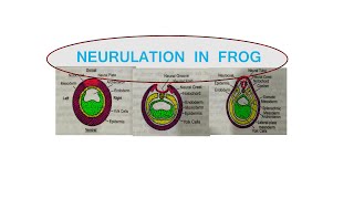 11 NEURULATION IN FROG SEM II  DEVELOPMENTAL BIOLOGY [upl. by Wareing]