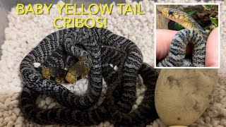 MY YELLOW TAIL CRIBOS HATCHED [upl. by Etyam488]