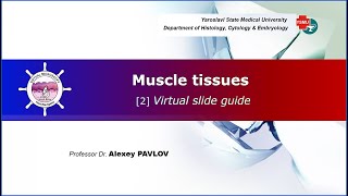 05 General histology Muscle tissues virtual slide guide [upl. by Vally]