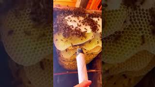 Pure Nature Wild Honey Tree Bee Yummy ASMR Honeycombs 44 [upl. by Aiasi]