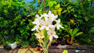 How to grow Tuberose from a bulb and Care  Right Time [upl. by Ennahoj]