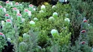 Perennial Edibles for Early Season Gardening and Eating [upl. by Eile]