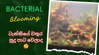 ටැන්කියේ බැක්ටීරියා හැදිලා bacteria plantedtank bacteriablooming 🐟🥲 remove bacterial blooming [upl. by Attiuqehs]