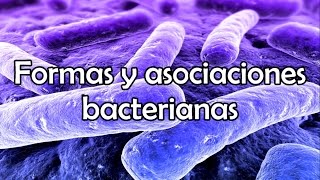 Formas y asociaciones bacterianas [upl. by Kristo]