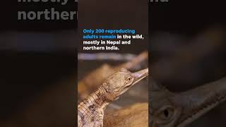 Zoo celebrates birth of critically endangered crocodiles Shorts [upl. by Ecirtal392]