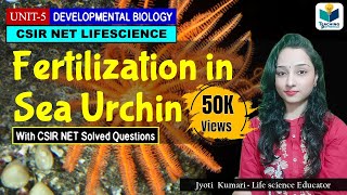 FERTILIZATION IN SEA URCHINS  CSIR NET LIFESCIENCE  DEVELOPMENTAL BIOLOGY [upl. by Gnem718]