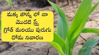 మక్క జొన్నలో స్ప్రే చేసుకునే మందులు  agromin max aries  syngenta alika insecticide telugu  crop [upl. by Inahpets]