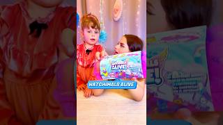 How to Hatch and Play with Your Hatchimals  Hatchimals Alive  Toys for Kids [upl. by Su]