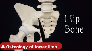 Hip Bone Anatomy  Osteology of Lower Limb  Doctor Speedy [upl. by Ahseei]