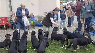 Entlebucher Sennenhunde am Kräuter und Wildpflanzenmarkt in Escholzmatt [upl. by Shaughn]