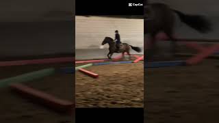 trend horse poney capcut equestrian chevaux cheval edit [upl. by Enirrok181]