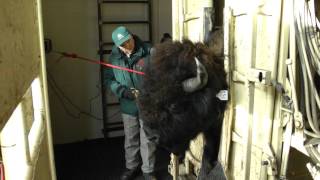 Tagging Wood Bison [upl. by Rossner604]