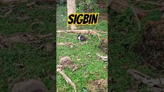 STRAY SIGBIN shorts shortvideo youtubeshorts [upl. by Koehler]