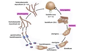 Basidiomycota Part 2 The Mushroom Life Cycle [upl. by Ander]