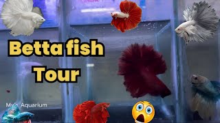 😱BETTA fish🐠COLLECTION in PET store TOUR bettafish [upl. by Nerot387]