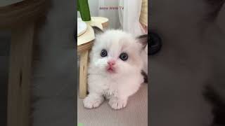 Cute Kittens 🐕 funny cats moments 😻 mewmew Ep 3682 [upl. by Neelyt761]