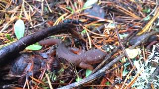 Rough skinned newt migration [upl. by Aicilet]