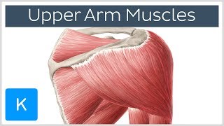 Muscles of the upper arm and shoulder blade  Human Anatomy  Kenhub [upl. by Seigel]